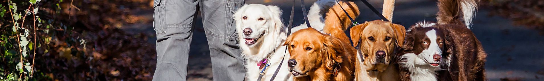 Dog Walking & Pet Sitting Business Course