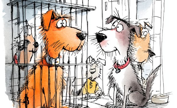 Dog Kennel Boarding - Licence Regulations