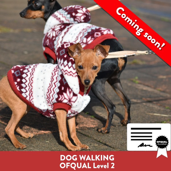 Dog Walking Ofqual Level 2