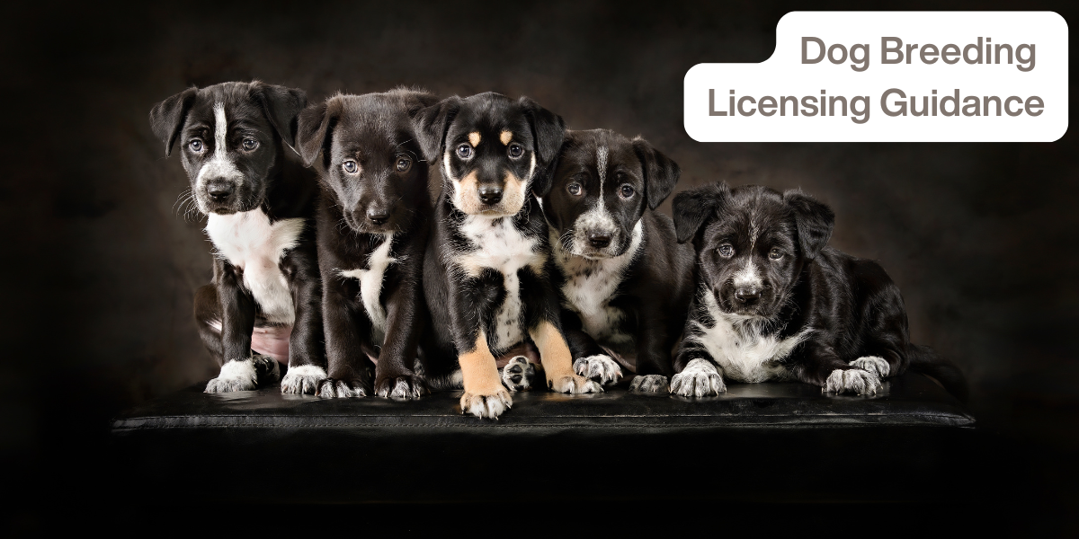 Dog Breeding Licensing Guidance