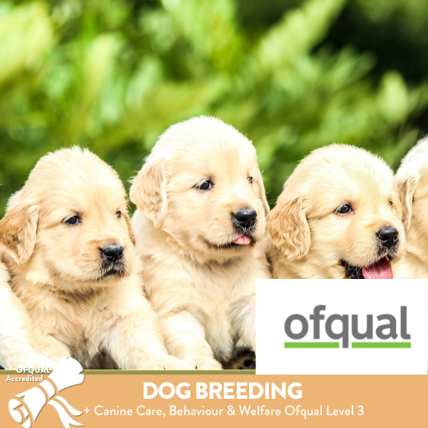 Dog Breeders - Foundation